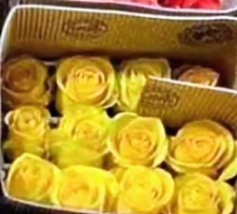 Yellow 2 Dozen