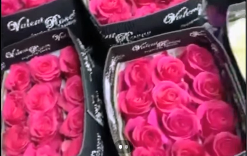Dark Pink 2 Dozen