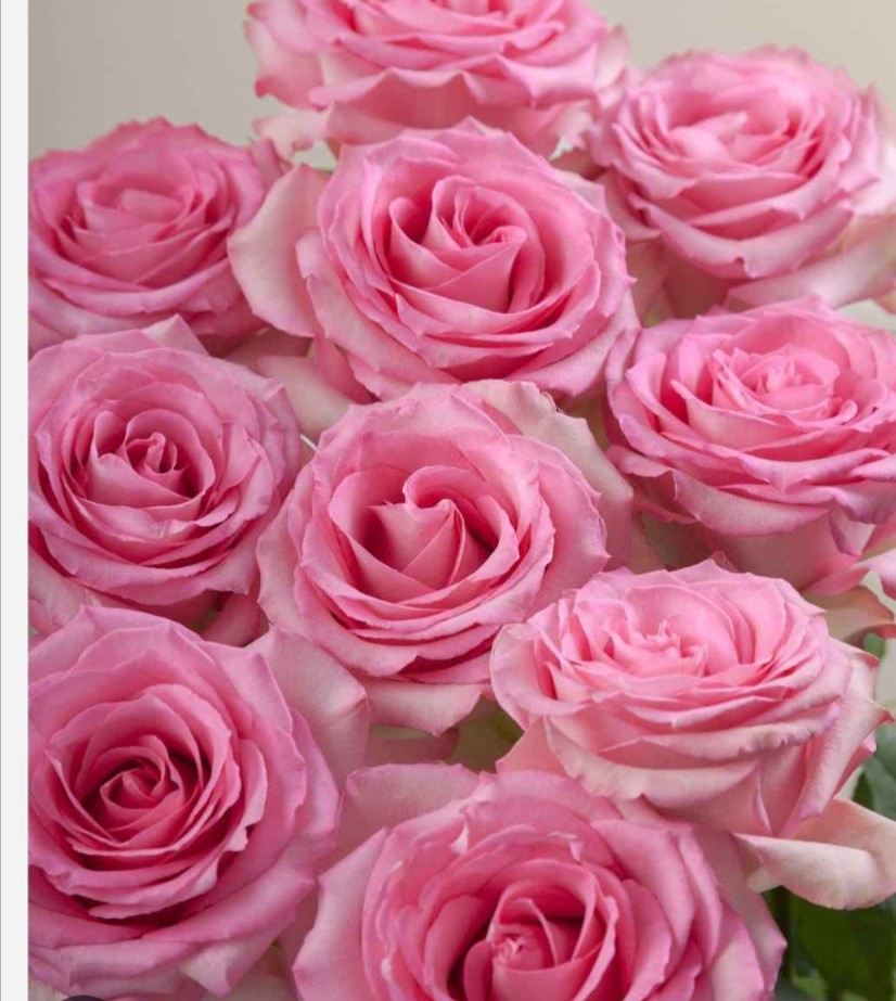 Light Pink 2 Dozen