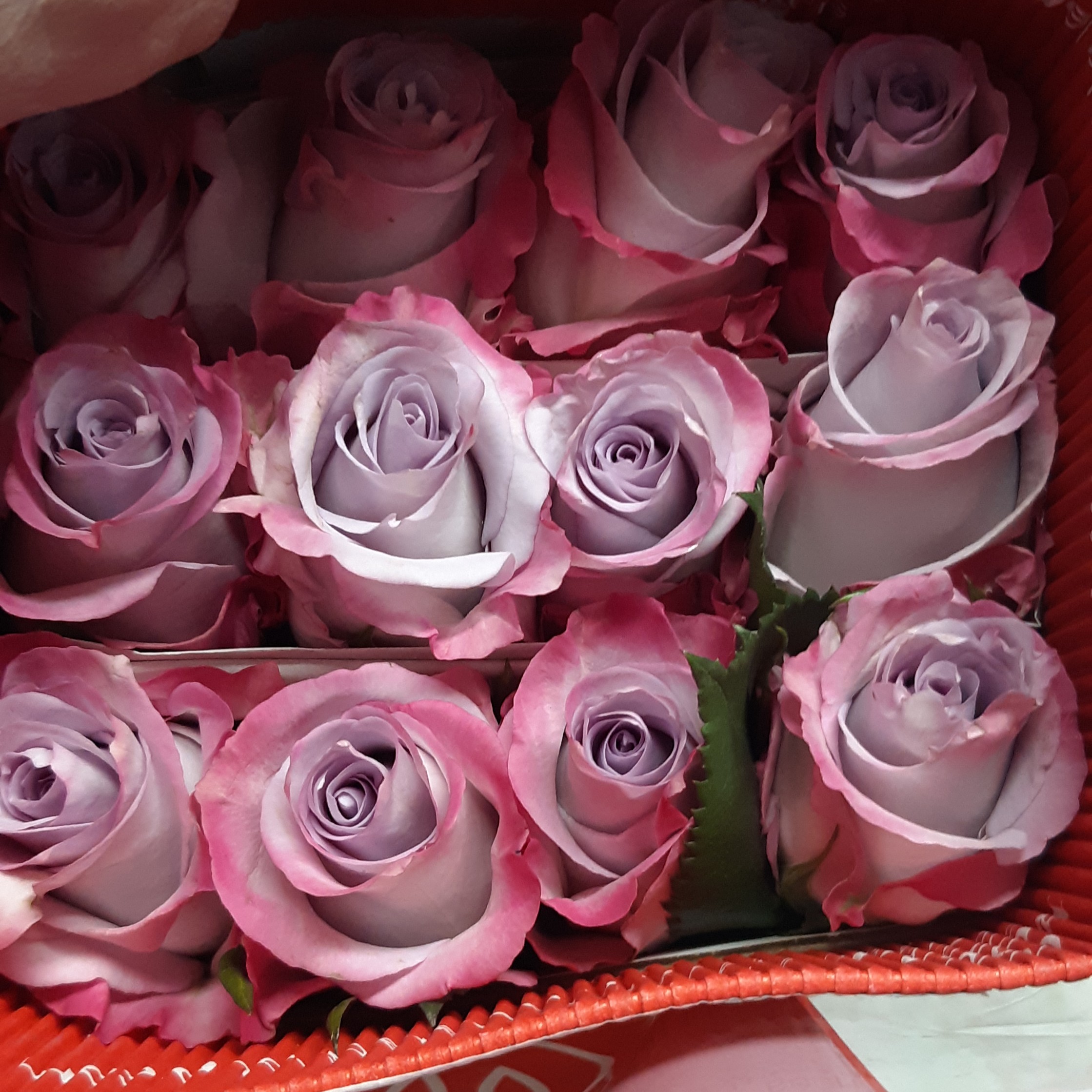 Light Purple 2 Dozen